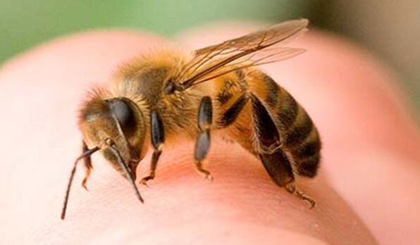 Bee sting - an extreme way to increase the phallus